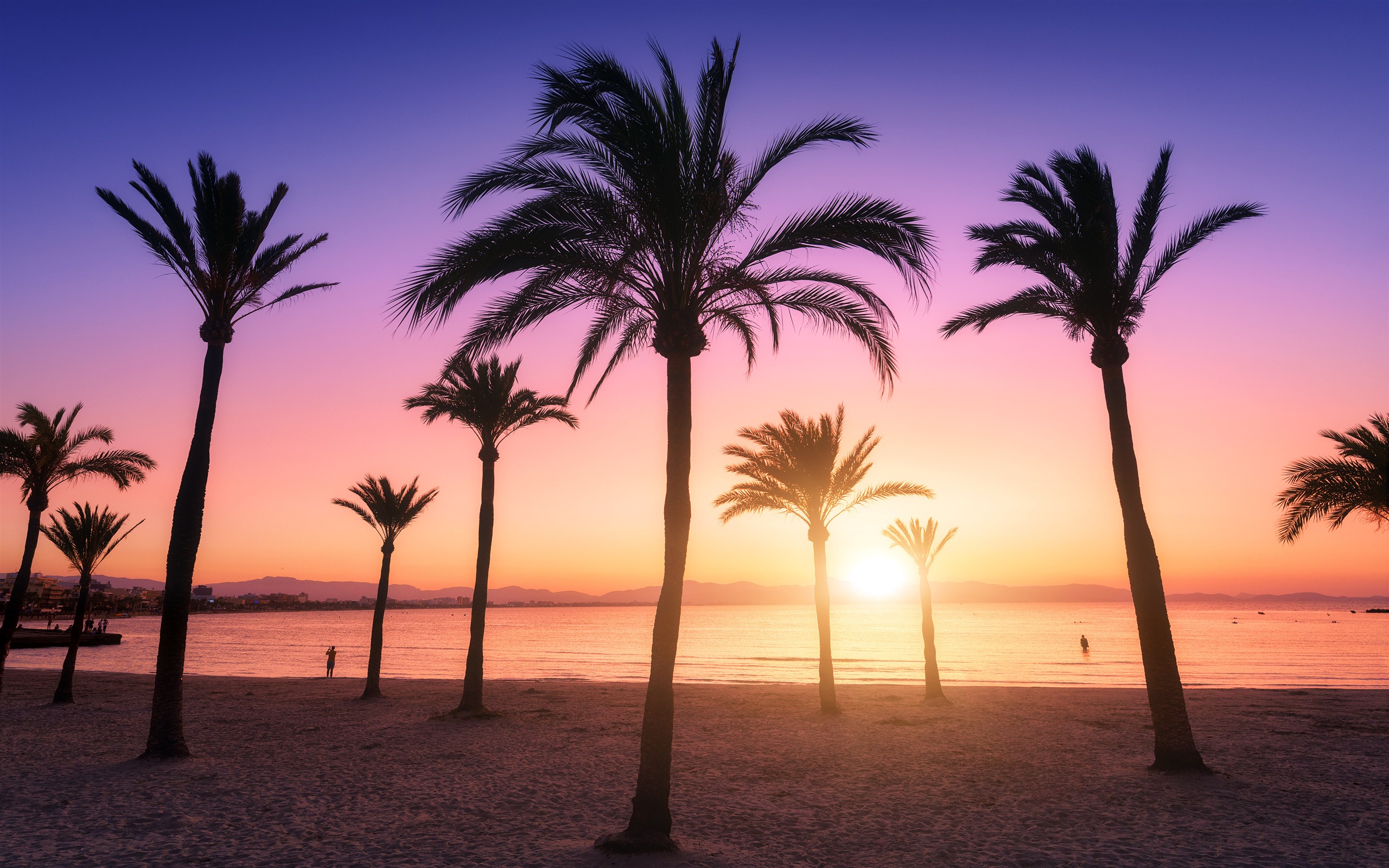 Summer_Sunset_Palm_trees_Tropical_Beach_2021_Landscape_Photo_2560x1600